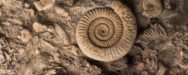 ammonite