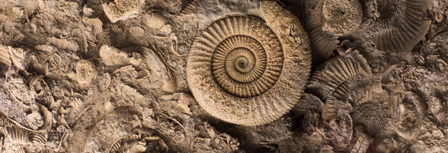 ammonite